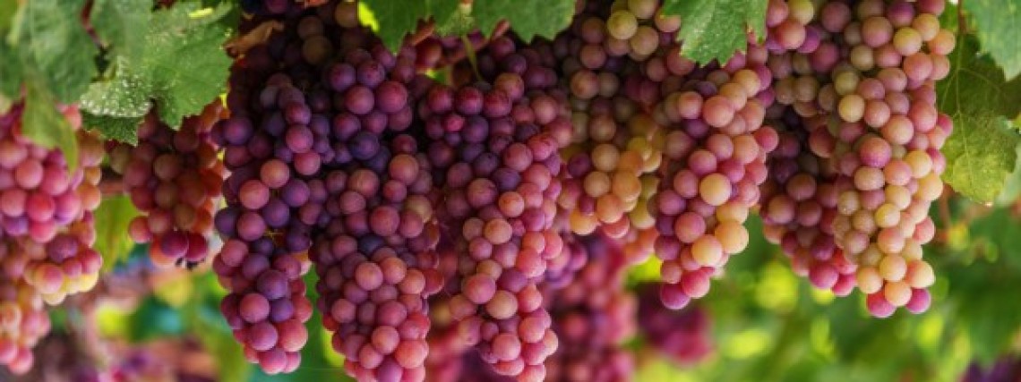 If you are tired of life, then do not bother with ​Greek wine!