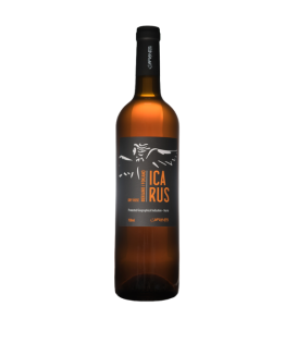 Afianes Icarus Rose 2019